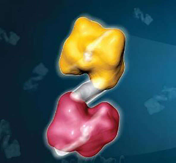 BsAb Manufacturing (Creative Biolabs Authorized)