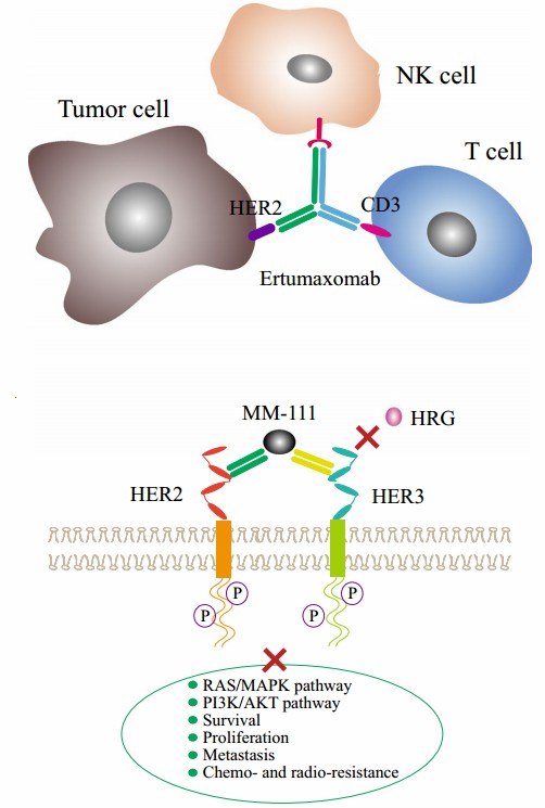 Anti-tumor mechanisms of BsAbs. (Yu, et al., 2017)
