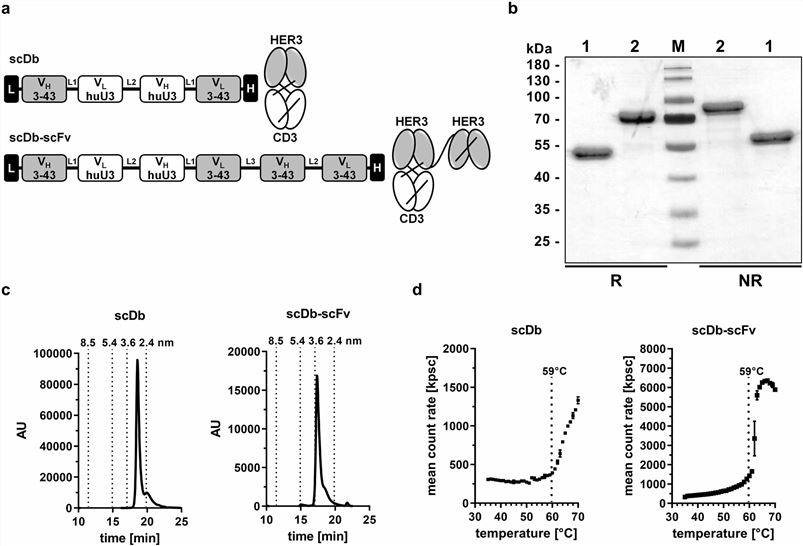 Biochemical characterization of BsAbs. (Aschmoneit, et al., 2021)