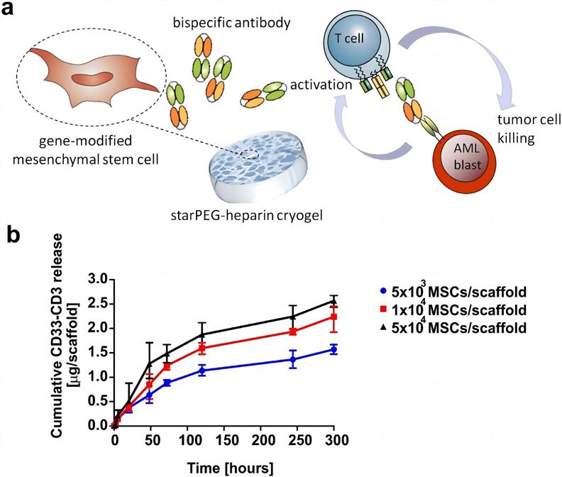 Quantitative analysis of CD33-CD3 BsAb released from cryogel-encapsulated MSCs. (Aliperta, et al., 2017)
