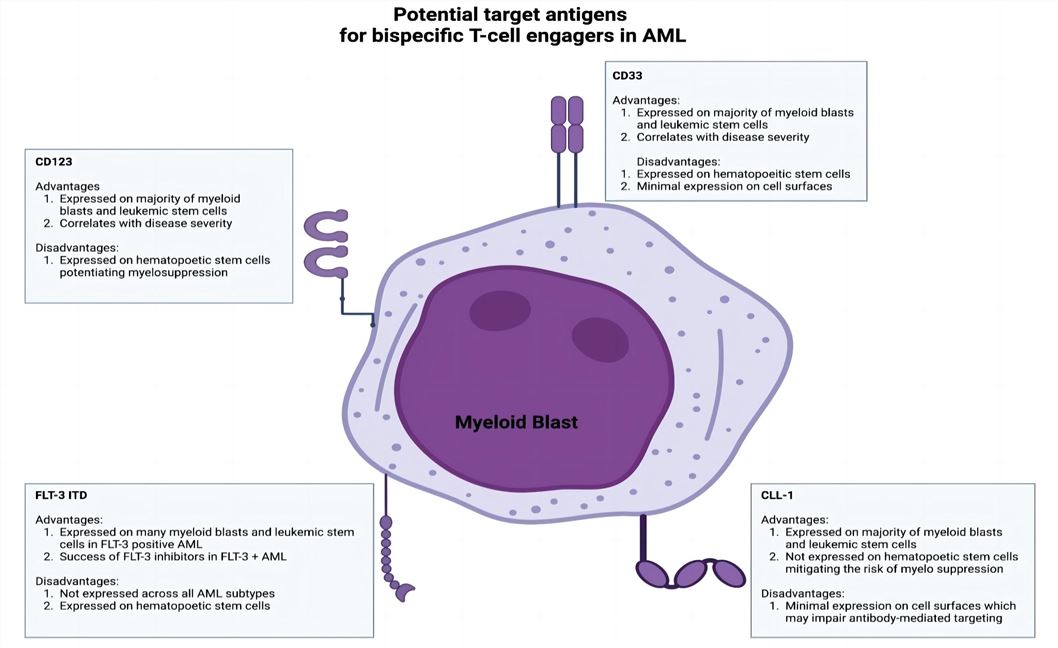 BsAb for the therapeutic intervention of acute myelogenous leukemia. (Omer, et al., 2023)