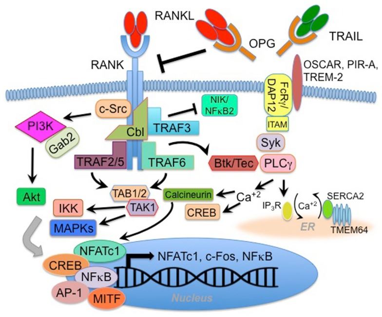 RANK signaling pathways. (Walsh and Yongwon, 2014)