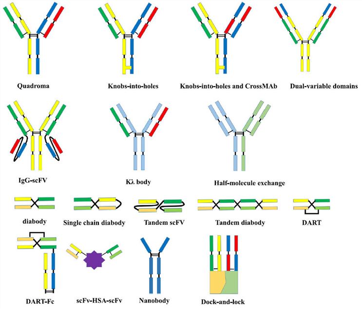 Molecular formats of BsAbs. (Fan, et al., 2015)