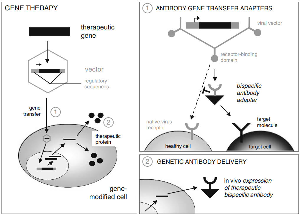BsAbs and gene therapy. (Nettelbeck, 2011)
