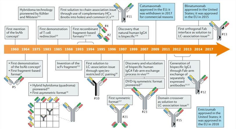  Timeline of the development of bsAbs. (Labrijn, et al., 2019)