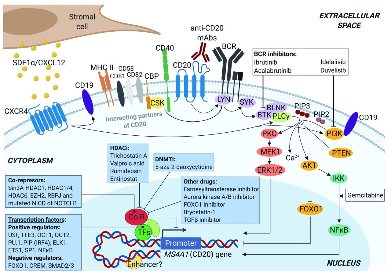A schematic view of interacting partners of CD20 on cell membrane and mechanisms of CD20 gene (MS4A1) regulation in malignant B cells (Pavlasova G, 2020)