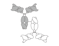 Antibody-antibody conjugate. (Creative Biolabs Original)