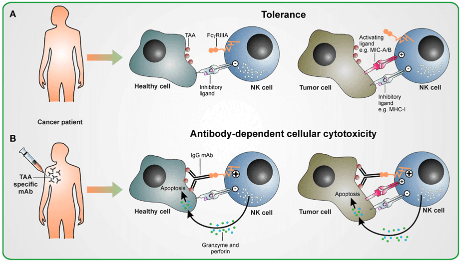Schematic overview of the antibody-dependent cellular cytotoxicity (ADCC) in therapeutic antibody treatment (Seidel, U. J., 2013).