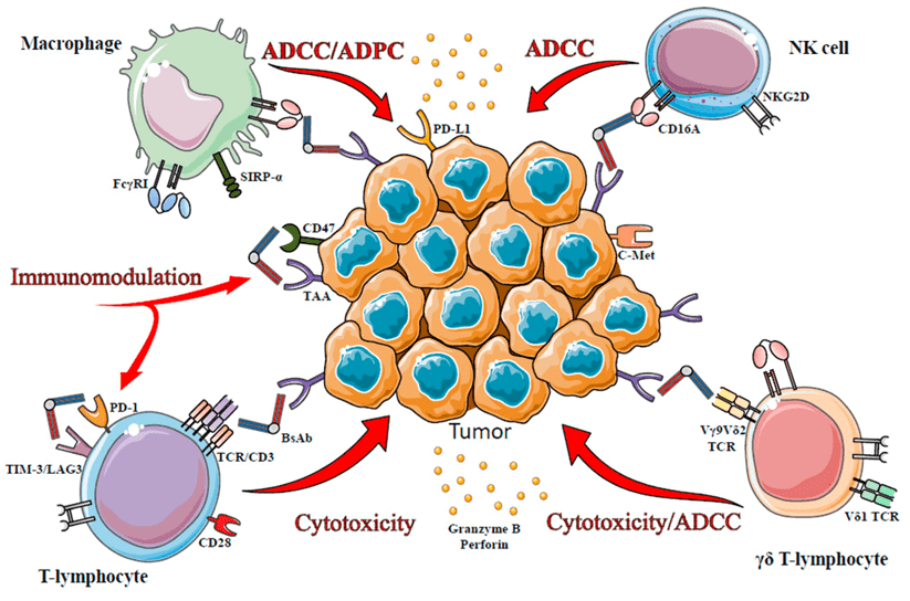  The illustration of the immune effector cells targeted by BsAbs. The MOA of BsAbs is related to the type of recruited immune cells: ADCC and ADCP are triggered by CD16A engagement on macrophages, NK cells or γδ T-cells (Del Bano, J., 2015).