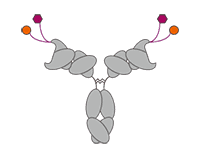 Antibody-peptide conjugate. (Creative Biolabs Original)