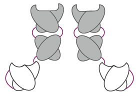 Bibody. (Creative Biolabs Original)