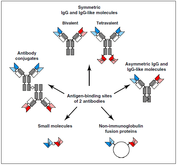 Schematic overview of the different strategies used to generate bispecific antibodies (bsAbs) derived from the antigen binding sites of two different antibodies.