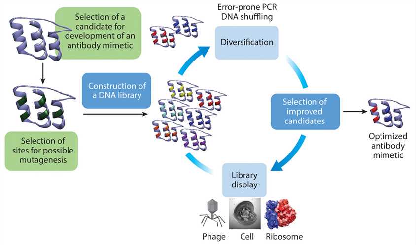 Directed evolution cycle for isolating novel antibody mimetics. 