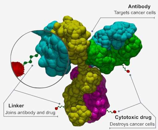  X-Ray crystal structures of antibody mimetics.