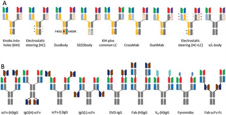Schematic bispecific antibody formats.