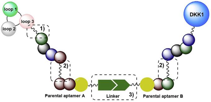 Design of bispecific aptamer.