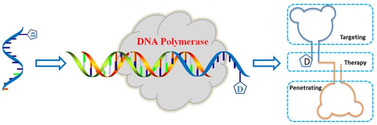 Enzymatic approach by polymerase chain reaction for BsApDC construction.