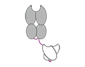 Bispecific TCRs. (Creative Biolabs Original) 