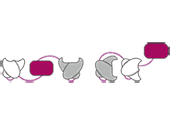 BsAb-HSA. (Creative Biolabs Original)