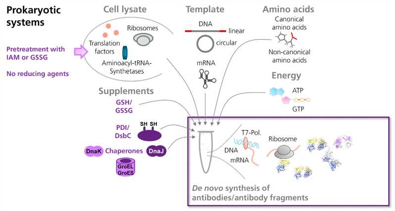 Scheme showing the cell-free synthesis of antibodies and antibody fragments in prokaryotic <em>in vitro</em>&nbsp;translation systems. 