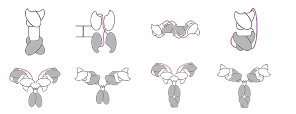 Diabody. (Creative Biolabs Original)