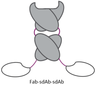 Fab-sdAb-sdAb. (Creative Biolabs Original)