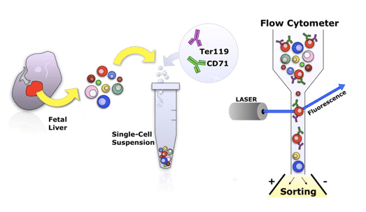  The schematic diagram of flow-cytometry assay.