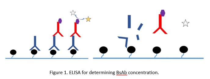 ELISA for determining BsAb concentration.