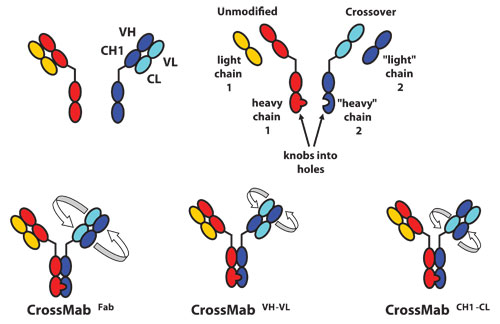 Schematic diagram of CrossMab technology