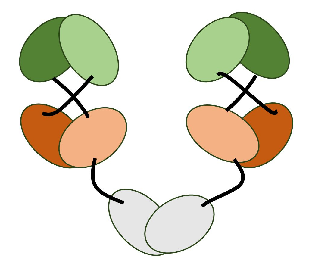 A schematic diagram of Diabody-CH3 