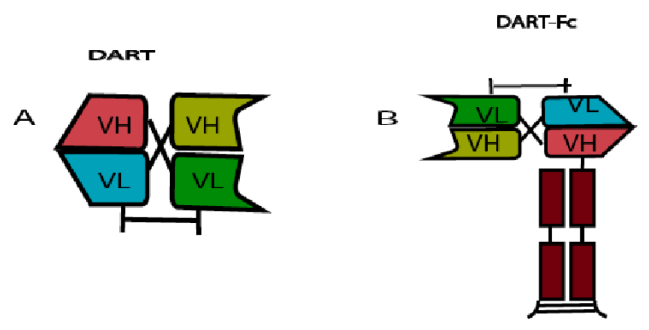 Schematic diagrams of dual-affinity retargeting molecule (dual-affinity retargeting). 