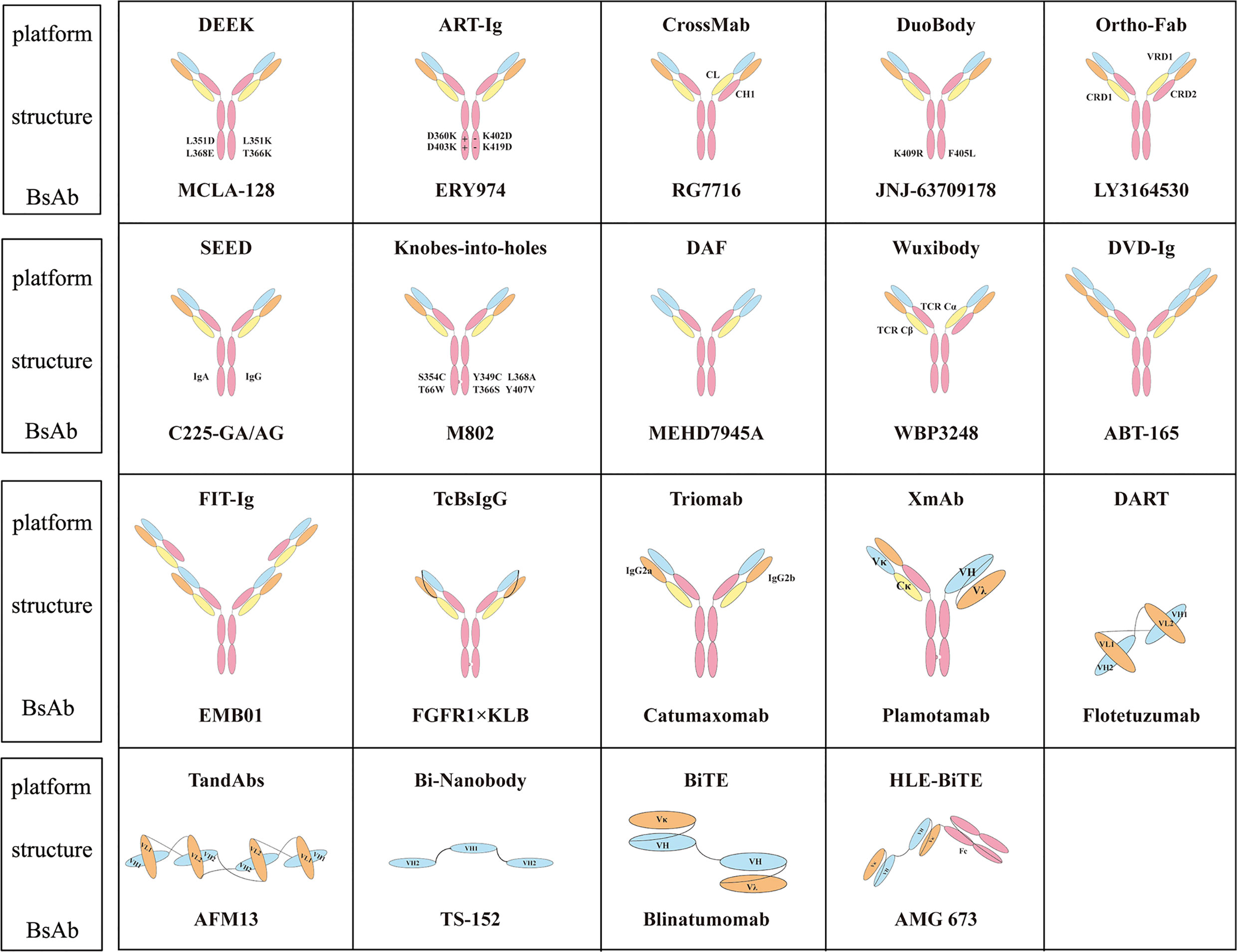 Classical Molecular Platform of Bsabs and Representative Antibodies