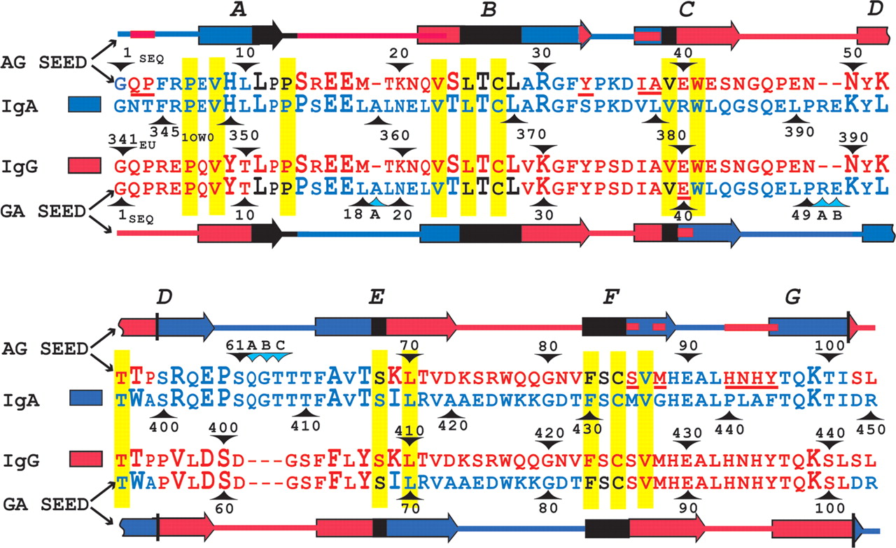 The sequence comparison of SEED CH3 domains