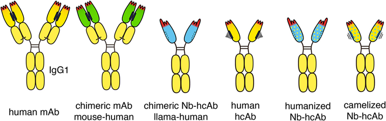 Chimeric and humanized heavy chain anti-tumor antibodies