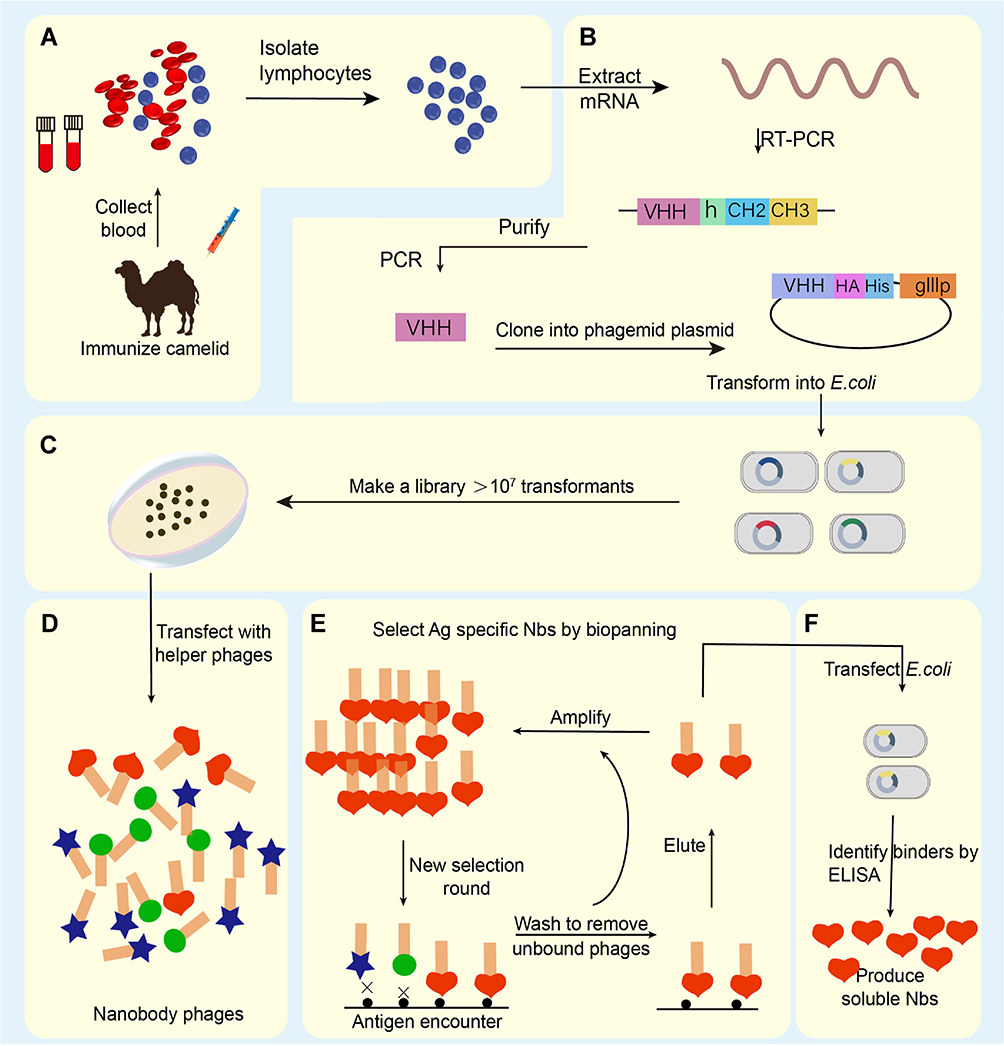 Schematic overview of single-domain antibody generation. 