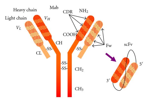 Antibody model showing subunit composition and domain distribution along the polypeptide chains.