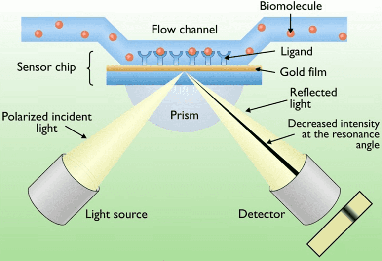  The schematic diagram of Surface Plasmon Resonance (SPR).