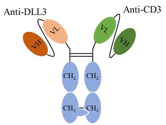 Schematic Diagram of the Primary Structure of the DLL3 Bispecific Antibody