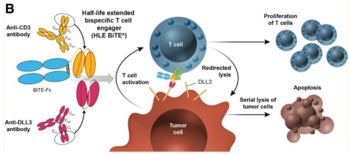 AMG 757 - Transiently Connecting DLL3-Positive Cells to CD3-Positive T Cells (Owen DH, 2019)