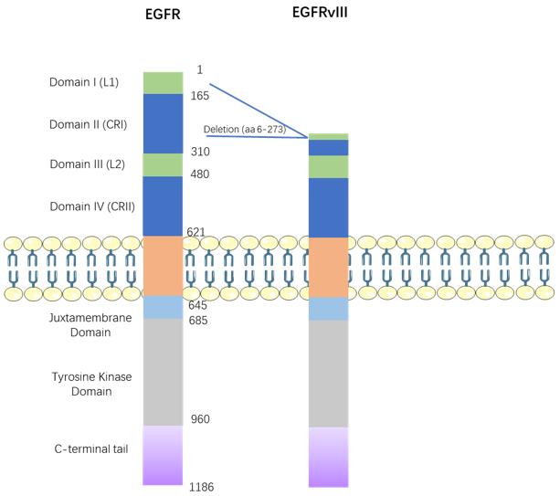 Functional Domains of EGFR and EGFRvIII
