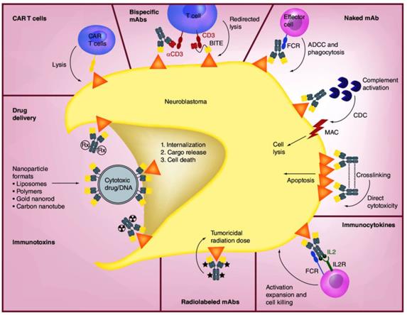 Mechanisms of Anti-GD2 mAbs and Other Therapeutic Approaches (Nazha B, 2020)