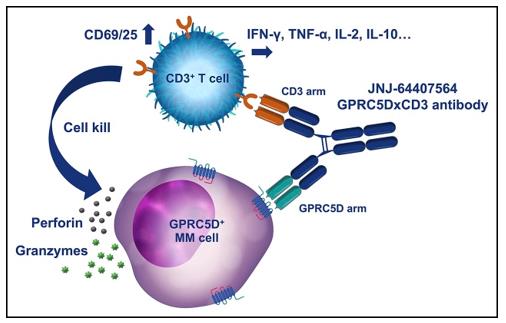 Action Mechanism of BsAbs targeting CD3 and GPRC5D (Pillarisetti K, 2020)