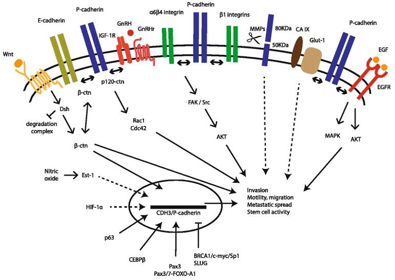 P-cadherin Signaling Pathways in the Malignant Setting (Vieira AF, 2015)