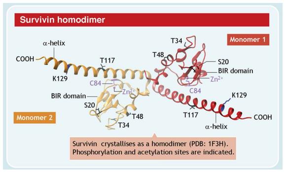 Survivin Crystallization as a Homodimer (Wheatley SP, 2019)