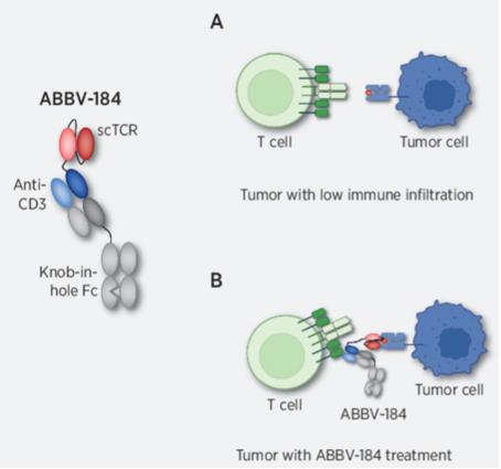 Tumor Response to ABBV-184 Treatment (Chervin AS, 2023)