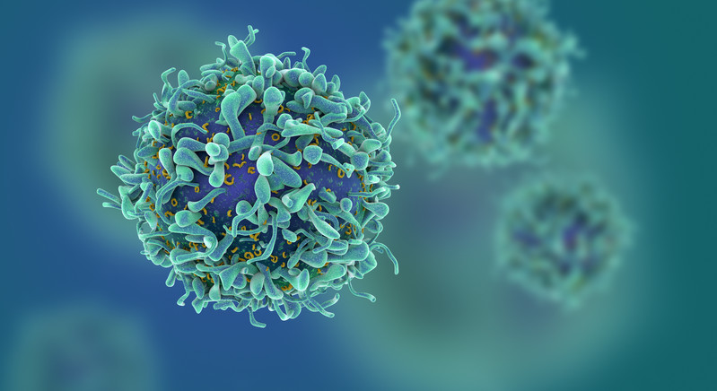 CIK Cell Therapy Development