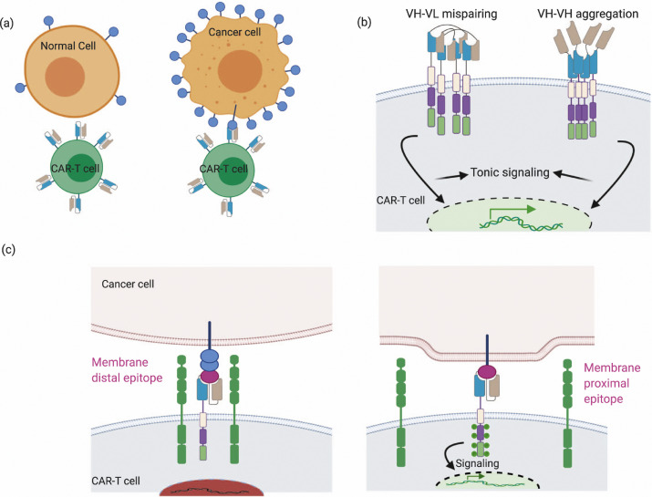 Fig.1 Design of the single-chain variable fragment as a key part in CAR-T cells. (OA Literature)