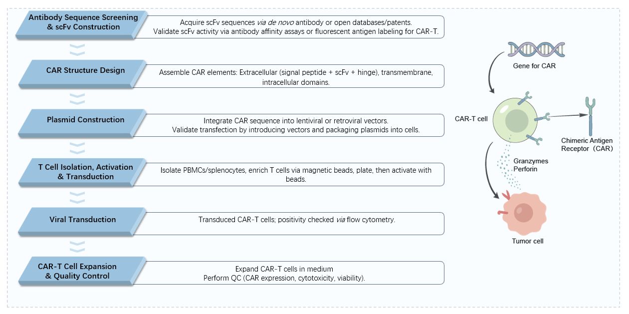 The workflow of blastoma-specific CAR construction service. (Creative Biolabs Original)
