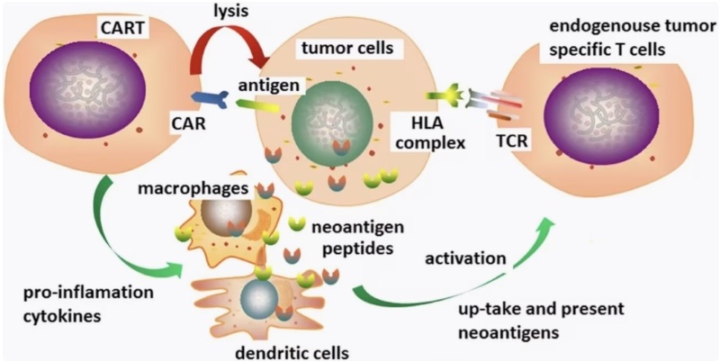 Fig.1 Modification of CAR-T cells allow them to initiate and amplify the endogenous tumor-specific immune response. (OA Literature)