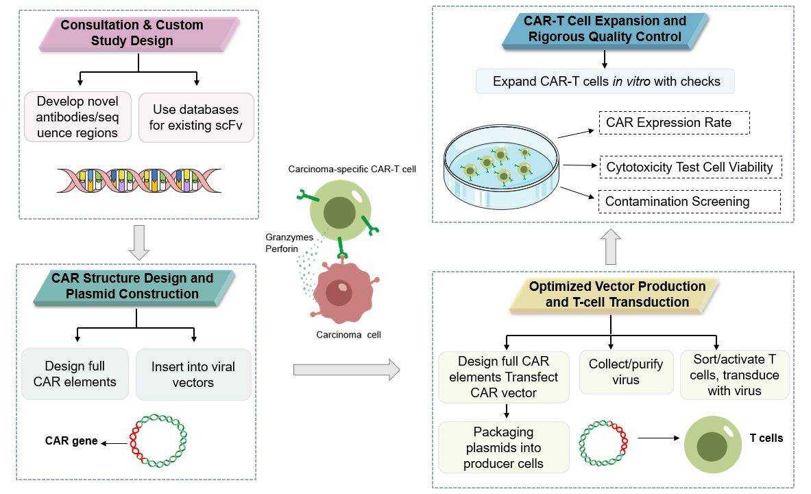 The workflow of carcinoma-specific CAR construction service. (Creative Biolabs Original)
